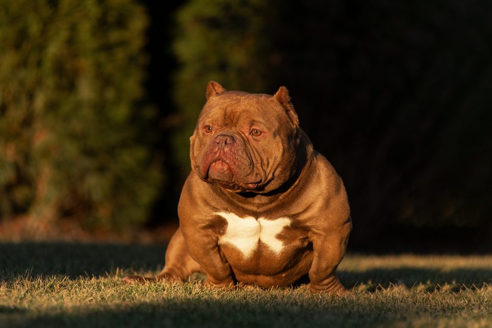 micro bully sitting on grass