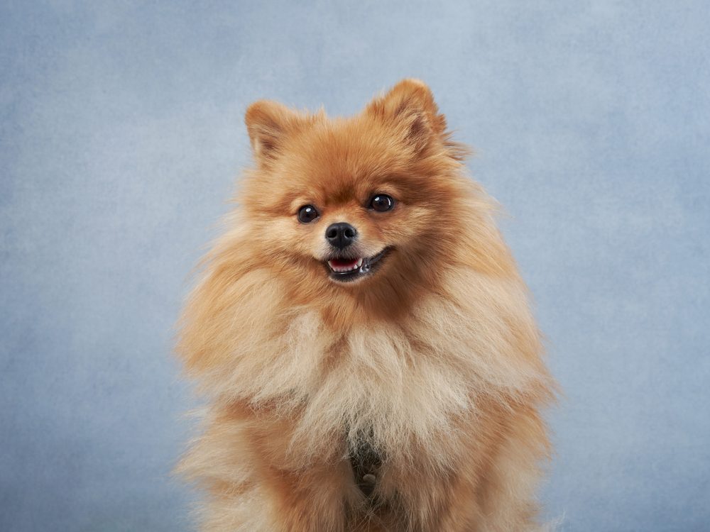 mini pomeranian