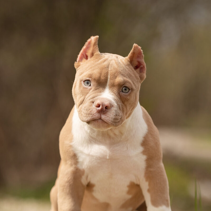 Pocket Bully Main 2