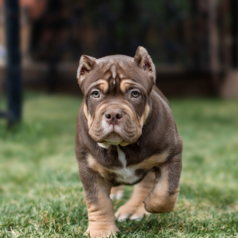 Pocket Bully Main 5