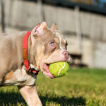 Pocket Bully