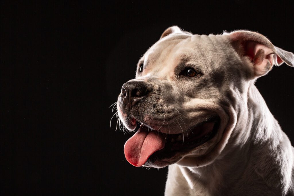 How to Adopt a Pocket Bully in Alaska