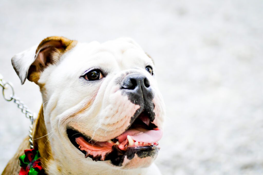 How to Adopt a Pocket Bully in Maryland