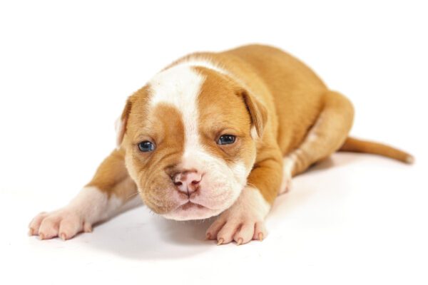 Pocket Pitbull Puppy With A Brown Coat And Blue Eyes