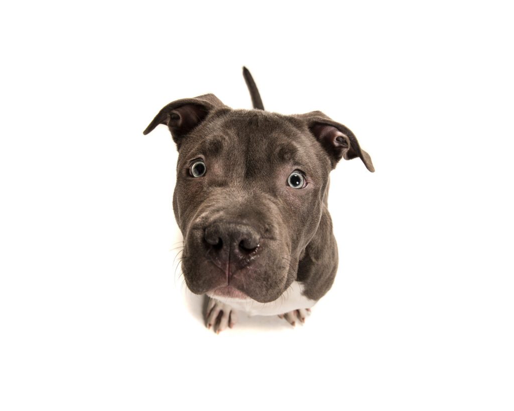 How to Adopt a Pocket Bully in Idaho