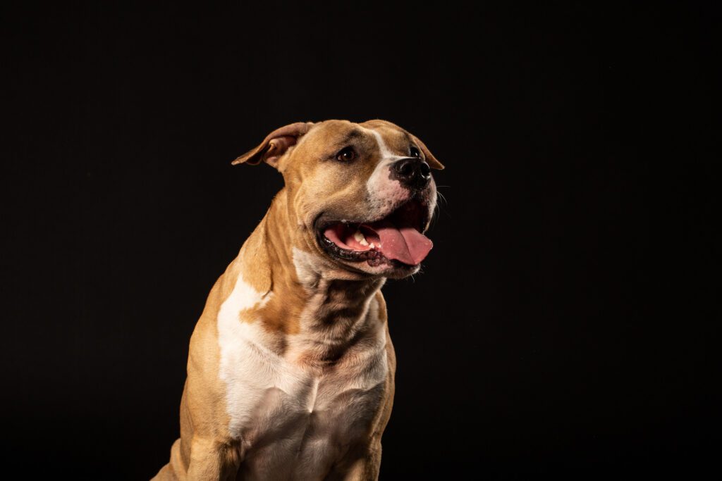 How to Adopt a Pocket Bully in Ohio