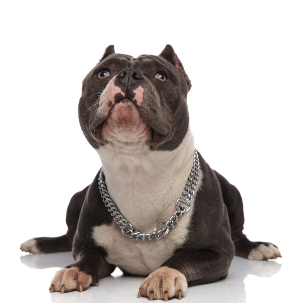 How to Adopt a Pocket Bully in Montana