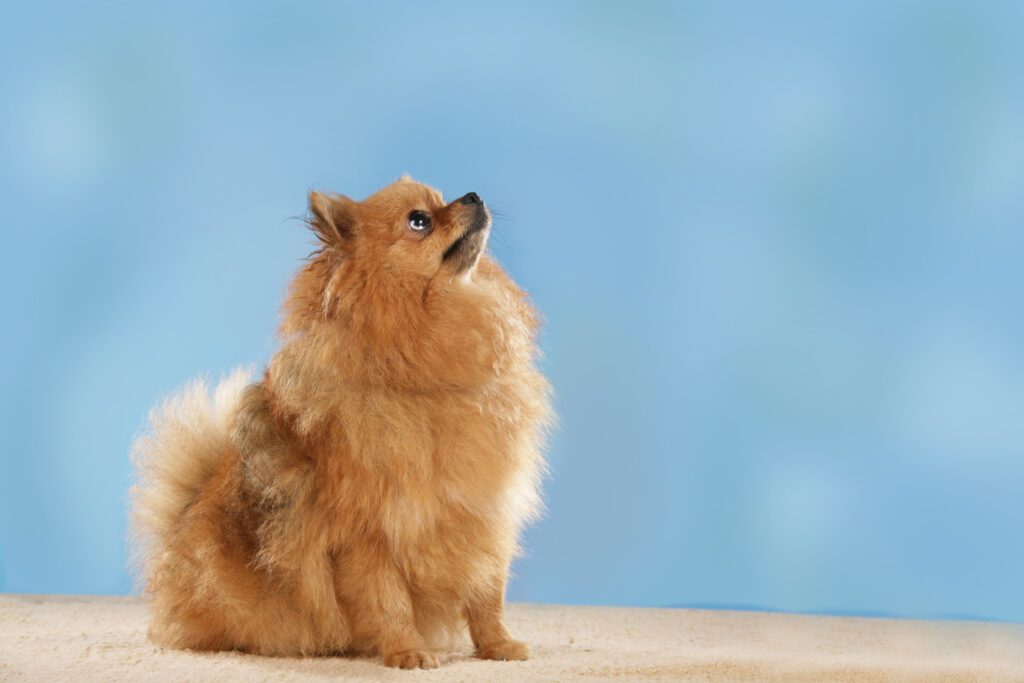 How to Adopt a Pomeranian in Ohio
