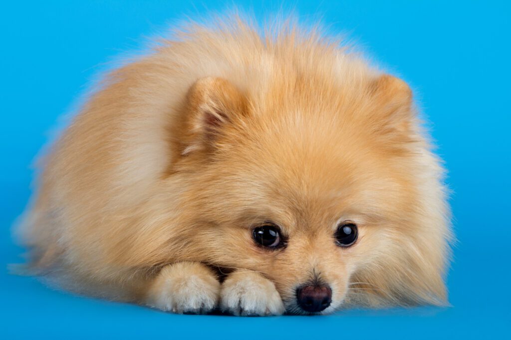 How to Adopt a Pomeranian in Montana