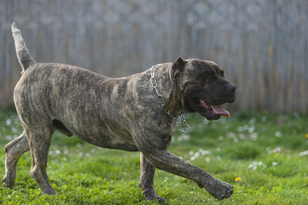 presa canario walking on grass