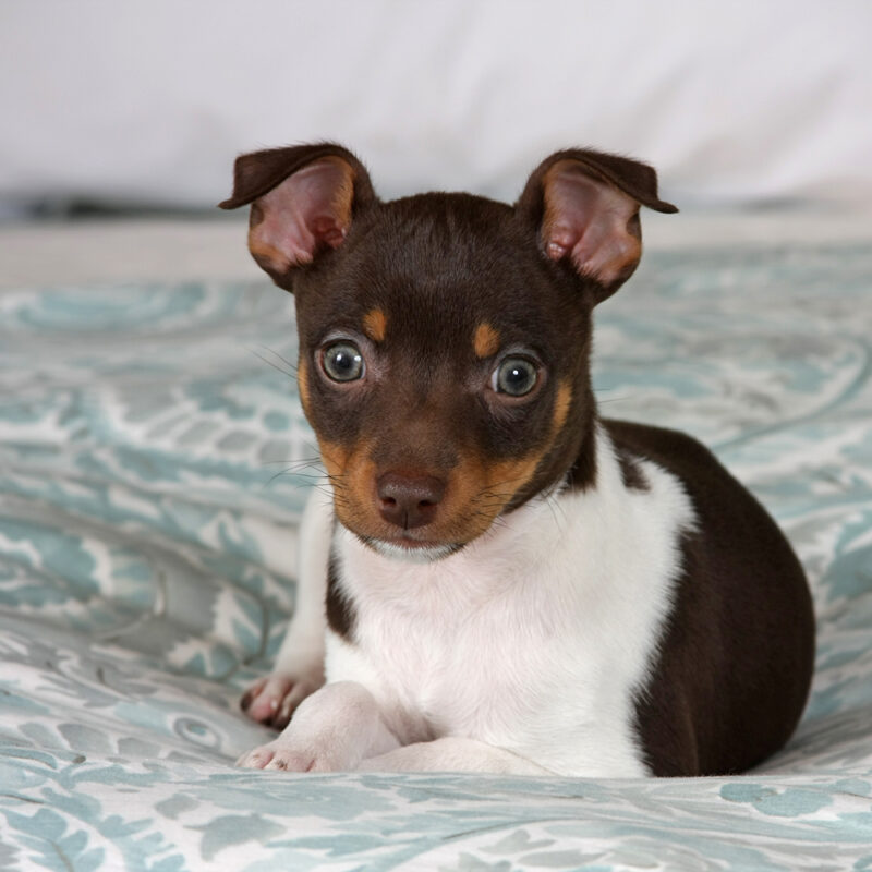 Rat Terrier Main 3