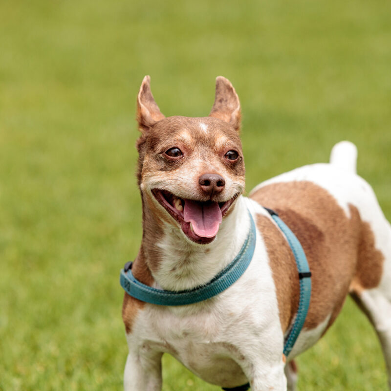 Rat Terrier Main 6