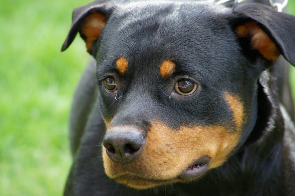 How to Adopt a Rottweiler in Arizona