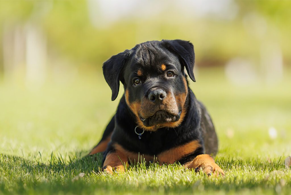 How to Adopt a Rottweiler