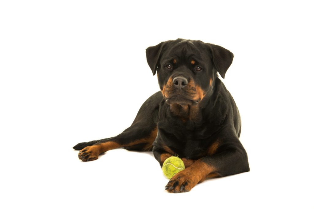 How to Adopt a Rottweiler in Minnesota