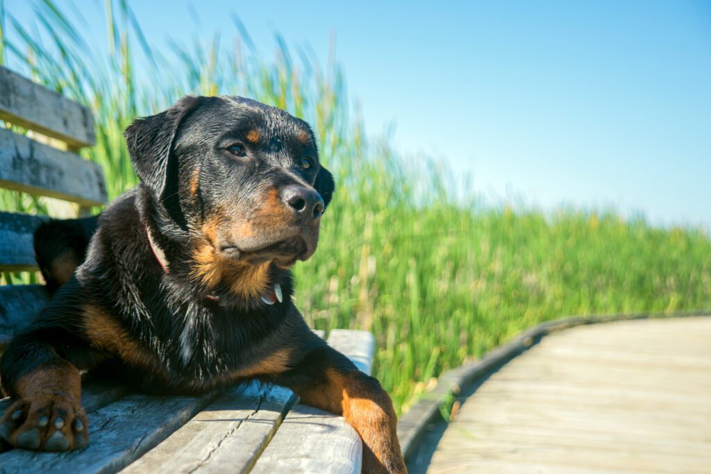 How to Adopt a Rottweiler in Iowa