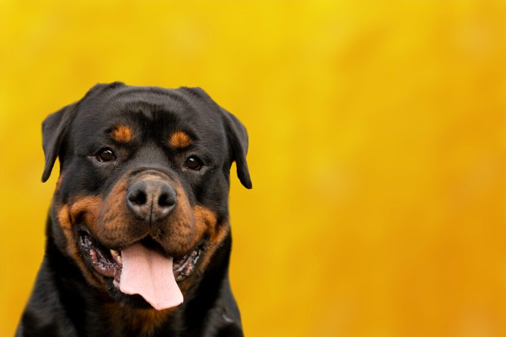 How to Adopt a Rottweiler in South Carolina