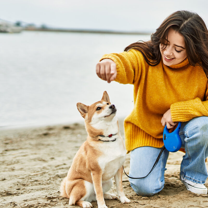 Shiba Inu Florida 1
