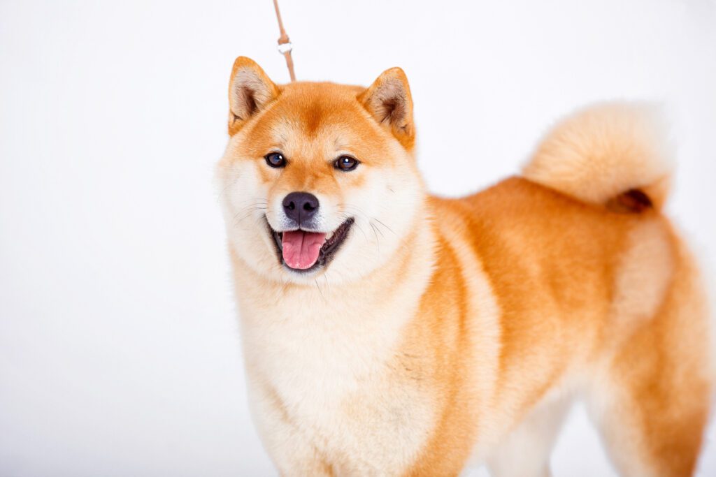How to Adopt a Shiba Inu in Montana