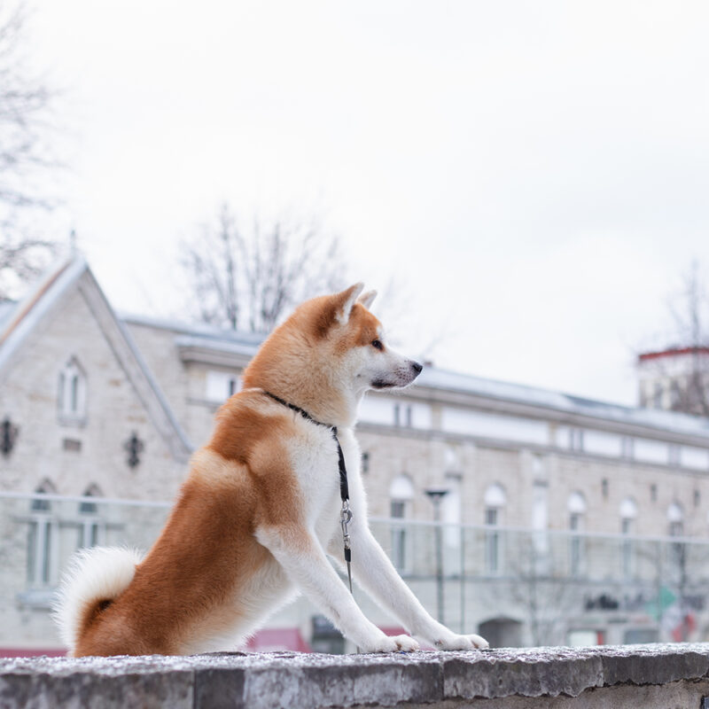 Shiba Inu Main 2