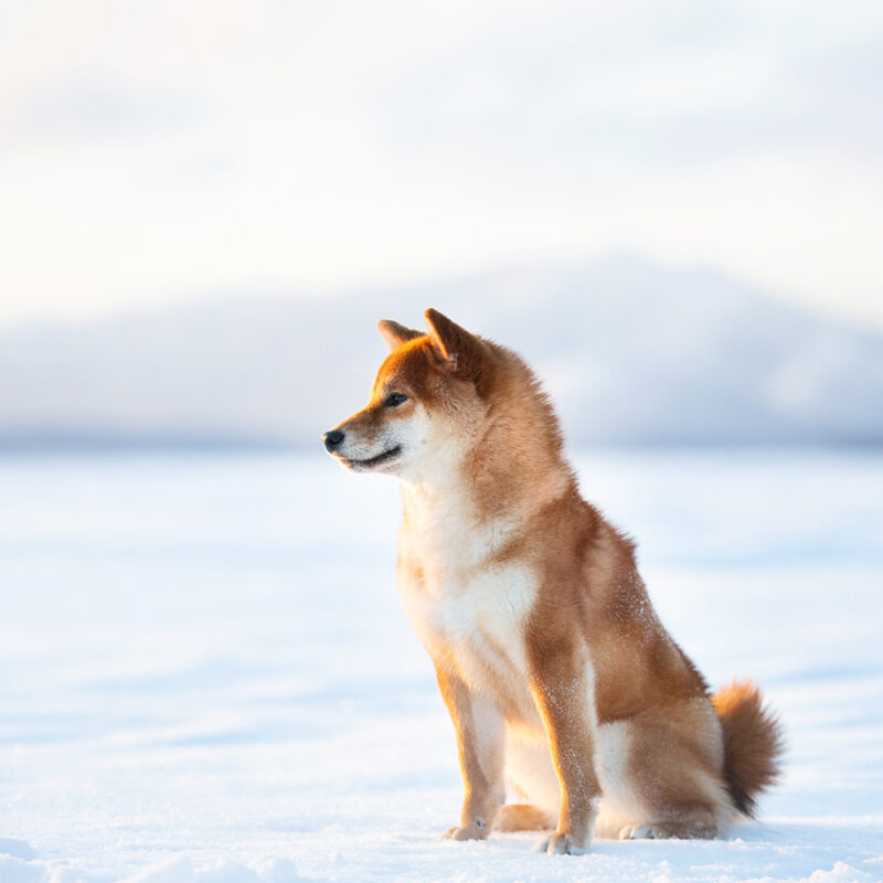 Shiba Inu Main 4