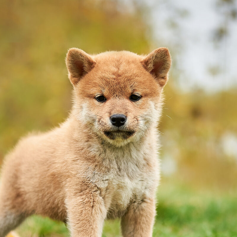 Shiba Inu Main 6