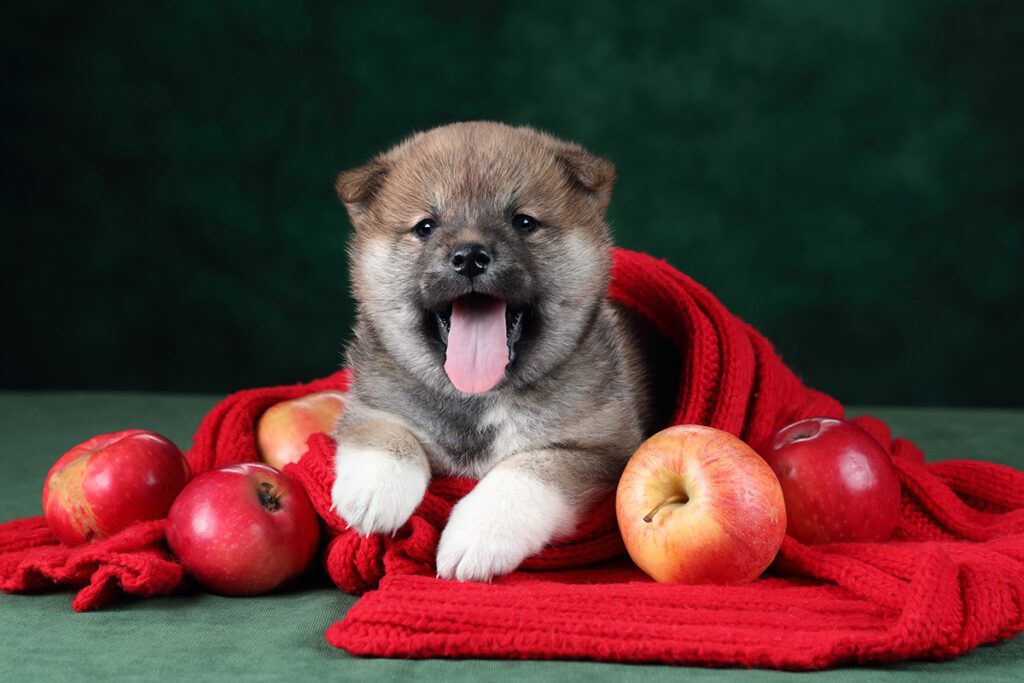 How to Adopt a Shiba Inu