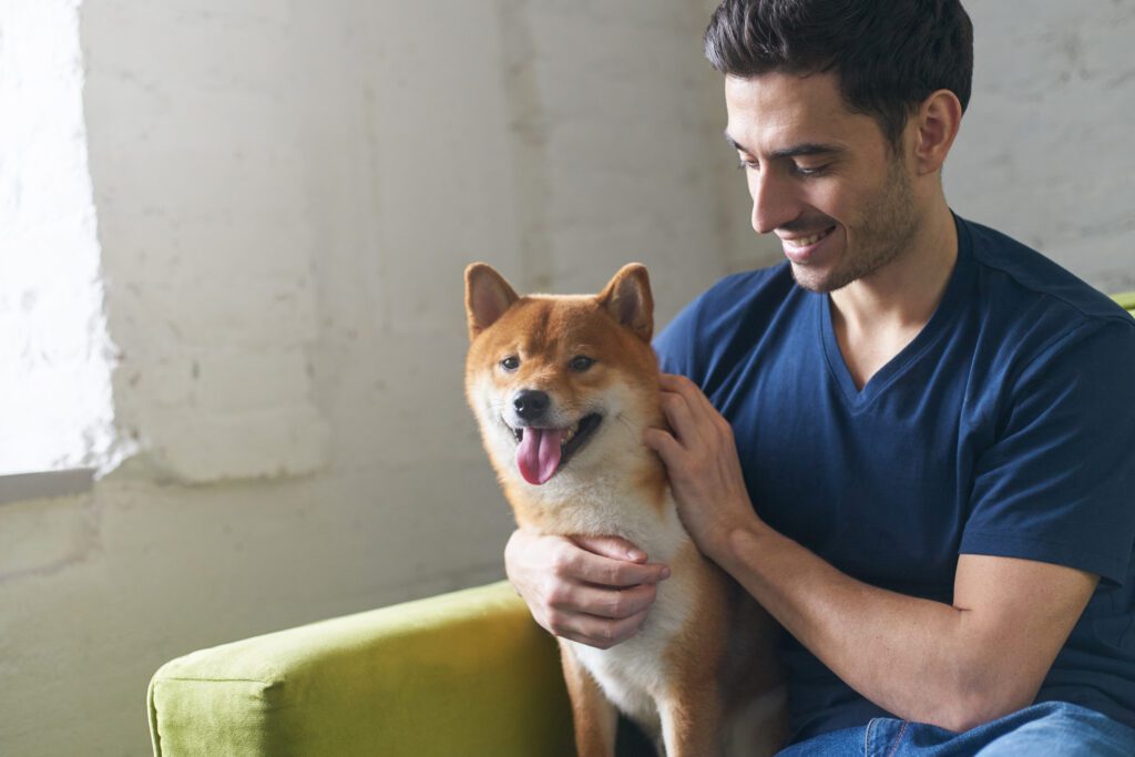 Shiba Inu Sitting On The Couch