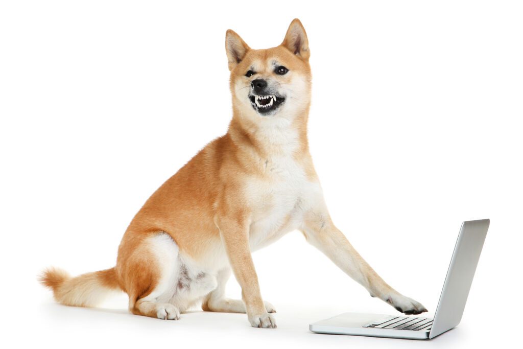 How to Adopt a Shiba Inu in Kentucky