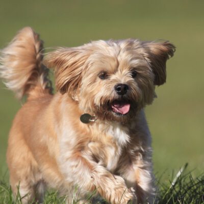 Shorkie