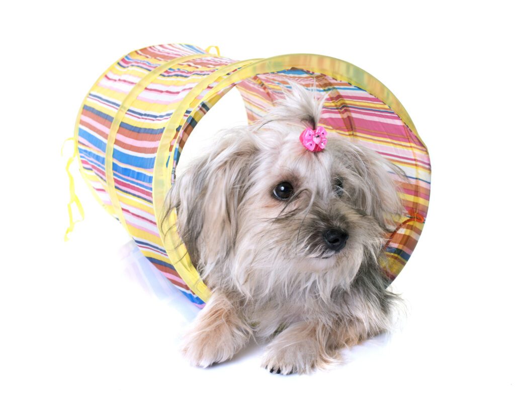 How to Adopt a Shorkie in Maine