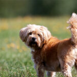 Shorkie
