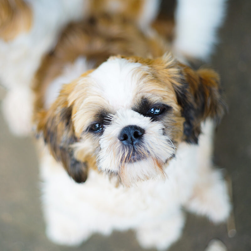 Shorkie Main 4