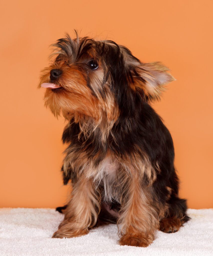 How to Adopt a Shorkie in South Carolina