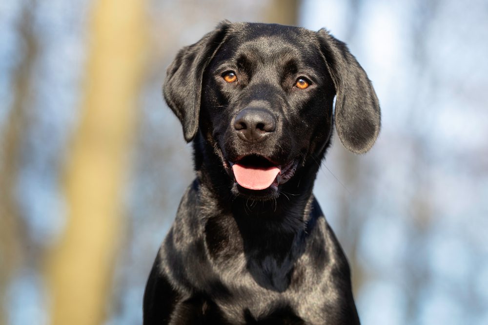 Portrait,Of,A,Dog