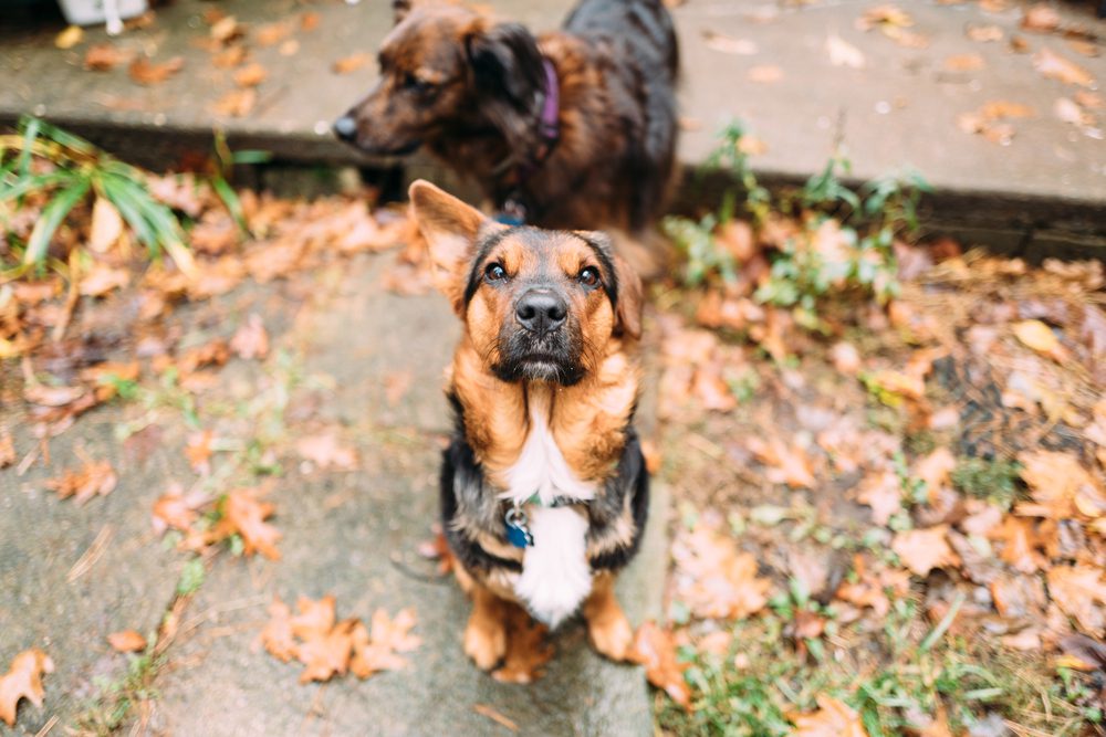 German,Shepherd,Corgi,Dog,Mix,With,One,Raised,Ear,And