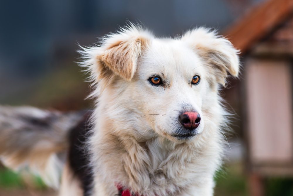Kokoni,Aidi,Domestic,Atlas,Mountain,Dog,White,Fur,Fluffy,Cute