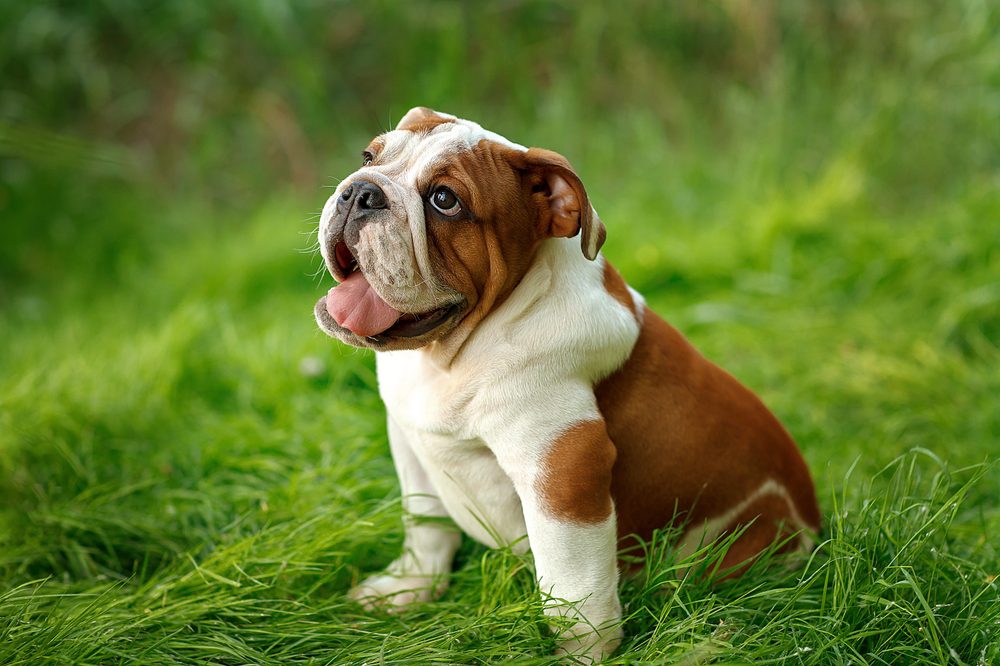 Cute,English,Puppies,On,A,Walk