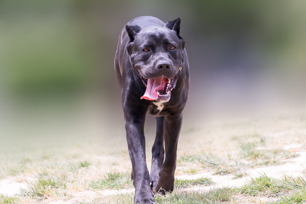 Cane,Corso,Italian,Breed