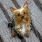 Teacup Yorkie