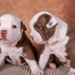 American Bully
