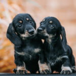 Dachshund