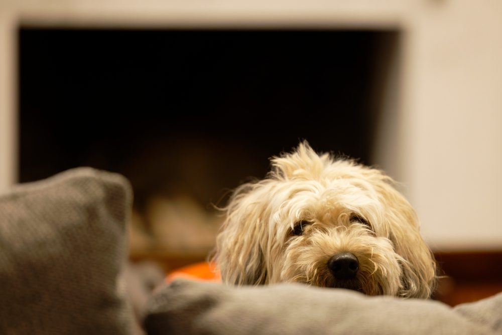 whoodle on the couch
