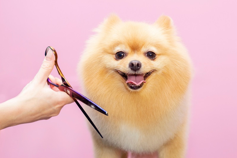 General Canine Grooming