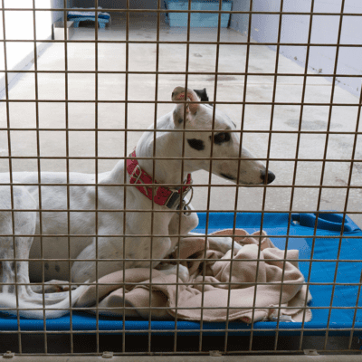 Greyhound
